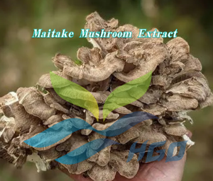 Extrait de champignon Maitake pur et naturel de qualité alimentaire, fourni directement par l'usine HGO, polysaccharides 40% standardisés - Product Image 2