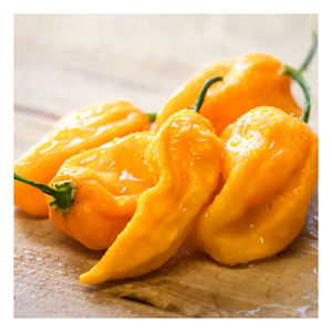 Pimiento habanero fresco disponible todo el año para distribuidores mayoristas de vegetales - Product Image 5