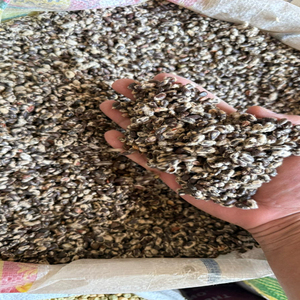 Graines de coton fraîches en vrac de qualité supérieure pour commandes B2B de gros volume - Product Image 5