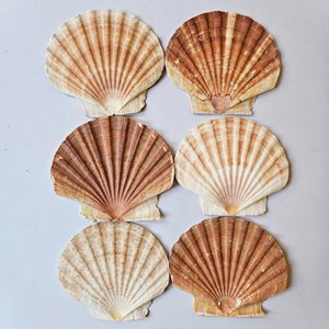 Conchas <span class=keywords><strong>de</strong></span> vieira naturales grandes para decoración playera, <span class=keywords><strong>venta</strong></span> directa <span class=keywords><strong>de</strong></span> proveedor - Product Image 2