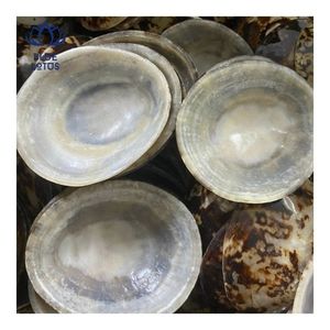 [สินค้าขายดี] เปลือกหอยลิมเพ็ตแห้ง รีไซเคิลได้ รูปทรงวงรี สำหรับสะสม ของที่ระลึก งานฝีมือชายฝั่ง ของตกแต่ง - Product Image 1