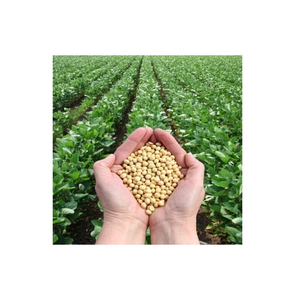 Soja riche en protéines en vrac pour les fabricants d'aliments pour animaux et les entreprises agroalimentaires - Product Image 4