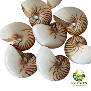 Coquillages marins naturels en spirale pour la décoration côtière, les aquariums de villégiature, les tables de mariage et l'aménagement intérieur sur le thème de l'océan - Product Image 6