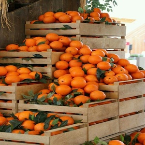 Naranjas Navel Frescas de Primera Calidad, Precio al por Mayor |   Frutas Cítricas Premium para el Mercado Global - Product Image 4