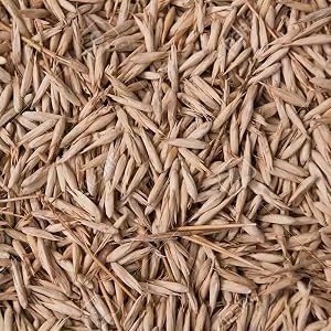 Semillas de Bambú Naturales Enteras Más Vendidas, Limpias y Secas, de Grado Alimenticio, para Suministro al por Mayor, Disponibles a Buen Precio - Product Image 5