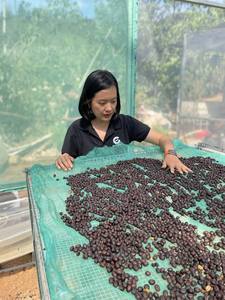 Nueva Cosecha de Granos de Café Verde Arábica Vietnamita Catimor, Procesamiento Natural - Product Image 6