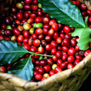 Bulk Vietnam <b>Robusta</b> <b>Coffee</b> <b>Beans</b> Natural Green Unroasted OEM ODM Export Grade <b>Coffee</b> Seed Moisture 12% Supply - Product Image 3