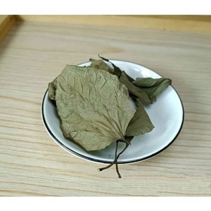 Ekstrak Daun Betel Liar Kering Massal untuk Penyedap Makanan, Teh Herbal, OEM, Label Pribadi, Rempah Herbal