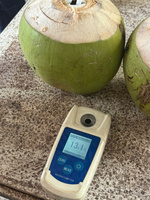 Coco Fresco Premium Joven, Fruta Dulce y Tierna, Coco Entero con Cáscara, Exportación a Granel para Suministro Mayorista