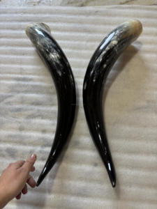 Vente en gros de grandes cornes de bœuf - Paire de cornes spirales et torsadées de style animal, polies à la main, écologiques, achat en gros, prix économiques - Product Image 4