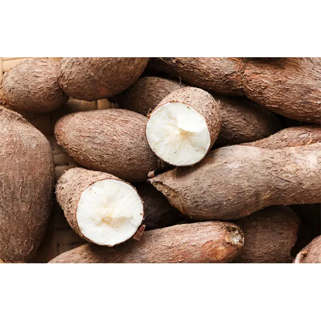 Wholesale price Natural Fresh Cassava Root with high quality from 100% Natural in Thaisang Company