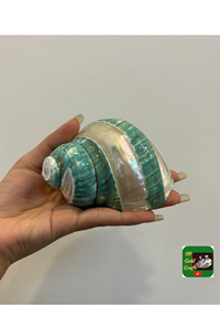 Turbo Shell Natural Seashell para portavelas y artesanía de arte marino, carcasa decorativa de alta calidad de Vietnam - Product Image 3