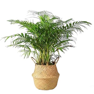 Foldable round seagrass <b>basket</b> Handmade <b>Storage</b> <b>Basket</b> Wholesale eco-friendly Made in Vietnam - Product Image 5