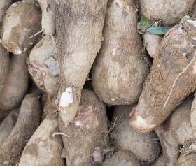 Offre Spéciale du manioc surgelé sur nouvelle récolte premium grade Ms Holiday - Product Image 2