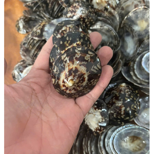 เปลือกหอยลิมเพ็ตทรงกลมทำมือระดับพรีเมียม เปลือกหอยทะเลธรรมชาติ ขัดเงาอย่างดี งานฝีมือตกแต่ง - Product Image 1