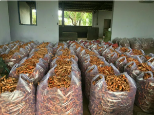 Meilleures ventes de curcuma frais biologique de haute qualité provenant du Vietnam au meilleur prix - Product Image 2