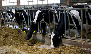 ผงน้ำตาลทรายแดงแห้ง - ผงน้ำตาลทรายแดงแห้งธรรมชาติ 100% อาหารเสริมพลังงานธรรมชาติสำหรับปศุสัตว์และสัตว์ปีก - บรรจุถุง 25 กก. - Product Image 3