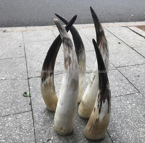 High Quality Handcrafted <b>Drinking</b> <b>Standing</b> Horn for Restaurants Hotels Bars Use <b>Drinking</b> Horn From India - Product Image 4