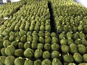 เนื้อทุเรียนเวียดดัลต้าพรีเมียมแช่แข็ง – ผลิตภัณฑ์ธรรมชาติจากเวียดนาม |   ส่งออก - Product Image 5