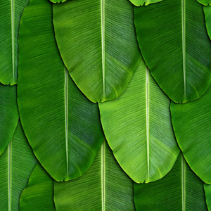 Top Quality Fresh Banana Leaf Made in Vietnam - <b>Cheap</b> Price Natural 100% Banana Leaf Export - Ms. Alina - Product Image 1