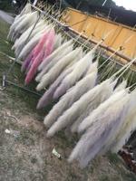 Nouveautés : Pampas séchées naturelles, écologiques, longue durée, pour remise de diplôme, mariage, DIY, duveteuses, VRAIES, préservées, taille et couleur personnalisables