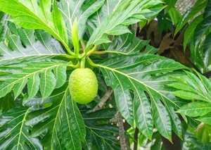 Hojas de panacá deshidratadas al por mayor, té de hierbas, extracto herbal, refresca el cuerpo y alivia el dolor de muelas, duración de vida útil 12 meses, exportación GL - Product Image 3
