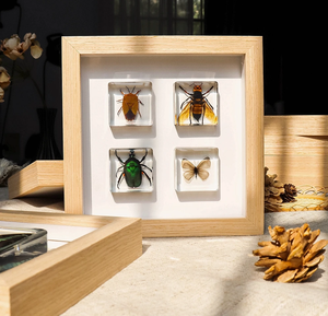 Pisapapeles de resina de insectos reales araña escarabajo polilla Rectangular sólido alto transparente OEM ODM personalizado al por mayor peso de papel a granel - Product Image 5