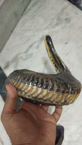 Kosher Shofar-claxon de Ram Natural, instrumento Musical pulido Natural usado para propósitos religiosos, por craftssy Home, venta al por mayor - Product Image 3