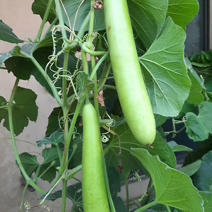 Quality Bottle Gourd <b>Fresh</b> Farm Harvest Healthy <b>Vegetable</b> Natural Cooking Ingredient Healthy Food Wholesale Bulk Supply <b>Fresh</b> - Product Image 4