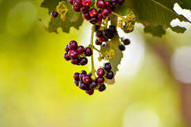 Aceite esencial de hoja de pimento 100 % puro y natural, aceite de hoja de pimento de la más alta calidad, aceite esencial natural, proveedor mayorista de la India - Product Image 6