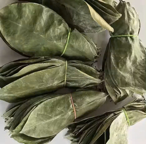 Feuilles de corossol en gros |   Biologique, Séché et Nettoyé |   Agriculture du Vietnam // Evan - Product Image 2