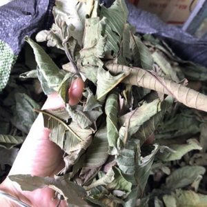 BEST-SELLER Feuilles de Goyave Séchées pour Tisane Minceur, Soutien Contre l'Acné et la Toux, Sac PP de 40 kg, Export Viet Delta Co. LTD, Durée de Conservation 24 Mois - Product Image 5