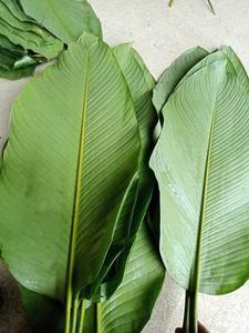 HERMOSAS HOJAS DONG FRESCAS/SECAS DE VIETNAM - LA DONG TUOI-PARA UN SABROSO TET DE VACACIONES - Product Image 6