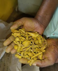 CARGONET EXPORT Doigts de curcuma entiers polis et séchés, Odisha Inde, Durée de conservation 12 mois, Qualité alimentaire, pharmaceutique et cosmétique - Product Image 2