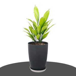 Pot de fleurs en céramique de luxe pour une arrangement élégant de plantes d'intérieur. Pot de fleurs en céramique design pour la décoration moderne de la maison et du jardin. - Product Image 6