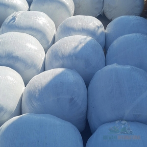 หญ้าหมักข้าวโพดสีเหลืองคุณภาพสูงสำหรับผู้ซื้อรายใหญ่ในฟาร์ม หญ้าหมักข้าวโพดสดสำหรับปศุสัตว์นมและปศุสัตว์เนื้อ - Product Image 2
