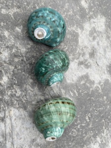 Coquillages décoratifs sélectionnés à la main pour la décoration intérieure côtière de luxe - Product Image 5