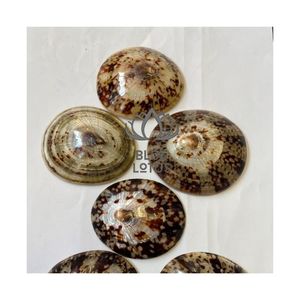 Conchas de Limpet Miniatura 2026 MÁS VENDIDAS para Manualidades y Arte en Miniatura, Conchas Marinas Puras, Limpias y Seguras, Tamaño Pequeño, Decoración Costera, Paquete - Product Image 1