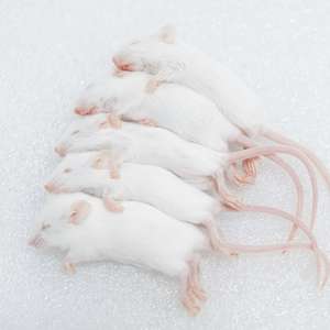 Souris congelées JUMP 7-8g Premium Hopper Mice, nourriture pour serpents, nourriture pour rongeurs, vente en gros, sans salmonelle, bio-améliorées - Product Image 2