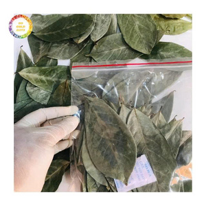 Natural <b>Dried</b> Soursop Leaves for Herbal Tea Blends, <b>Plant</b> Based Remedies and Healthy Lifestyle Products - Product Image 6