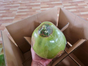 Noix de coco jeune et fraîche du Vietnam pour les buffets et stations de boissons des restaurants de croisière, offrant une qualité constante et un arôme tropical. - Product Image 3