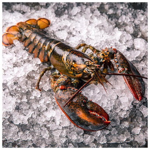 Homard surgelé pas cher / Queue de homard surgelée / Homard frais vivant - Product Image 3