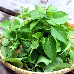 Exportateur Vietnamien : Feuilles de Aganonerion Polymorphum Congelées pour une Saveur Naturellement Acidulée, Carton de 10 kg - Product Image 1