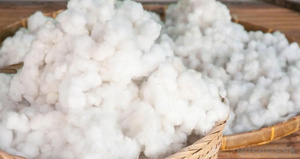 PROMOTION EXCEPTIONNELLE : KAPOK NATUREL DE QUALITÉ À PRIX DE GROS / FIBRE NATURELLE, KAPOK, FIBRE DE KAPOK POUR OREILLERS - Product Image 5