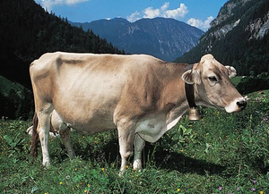 Brown for <b>Cow</b> Wholesale Supplier for Dairy Breeders and Agricultural Businesses NMF (PVT) LTD South Africa Long Shelf Life - Product Image 2