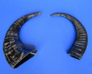 Corne entière brute de buffle d'eau indien naturel 10 cm – Matière première biologique européenne - Product Image 2