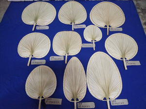 Éventail artisanal en feuille de palmier de qualité export, grand format, style rustique, pour décoration d'événements, fournisseur en gros du Vietnam - Product Image 3