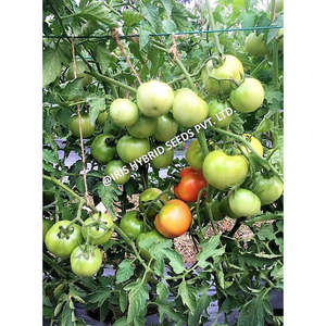 IRIS Hybrid Vegetable <span class=keywords><strong>F1</strong></span> Hybrid Keshav 27 Semences de tomates cerises fraîches Variété de tomates fraîches - Product Image 3