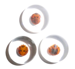 Cabochon en plastique rond de 25x25 mm avec spécimen réel de coccinelle, fond plat transparent, pour artisanat et fabrication de bijoux - Product Image 3