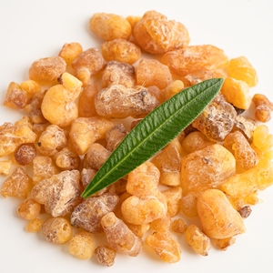 Résine d'encens en gros : Larmes de Boswellia Sacra Hojari, Olibanum, Gomme de Luban – Encens d'église, Aromathérapie, Méditation – Vente en gros - Product Image 5